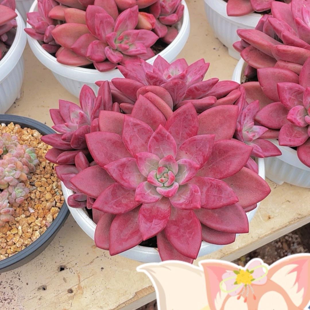 花之沭花卉园艺