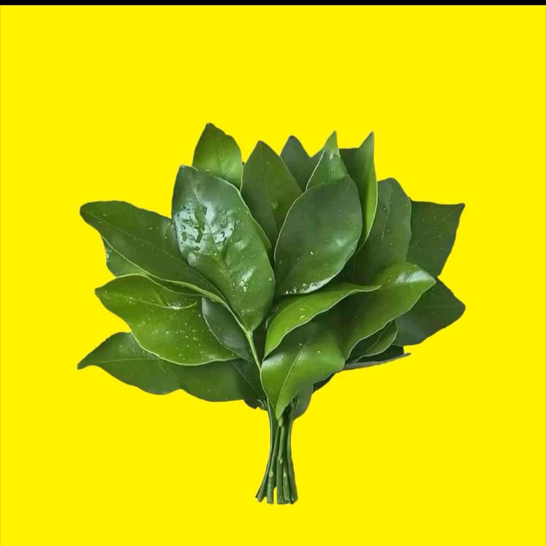 阿拉蕾宝