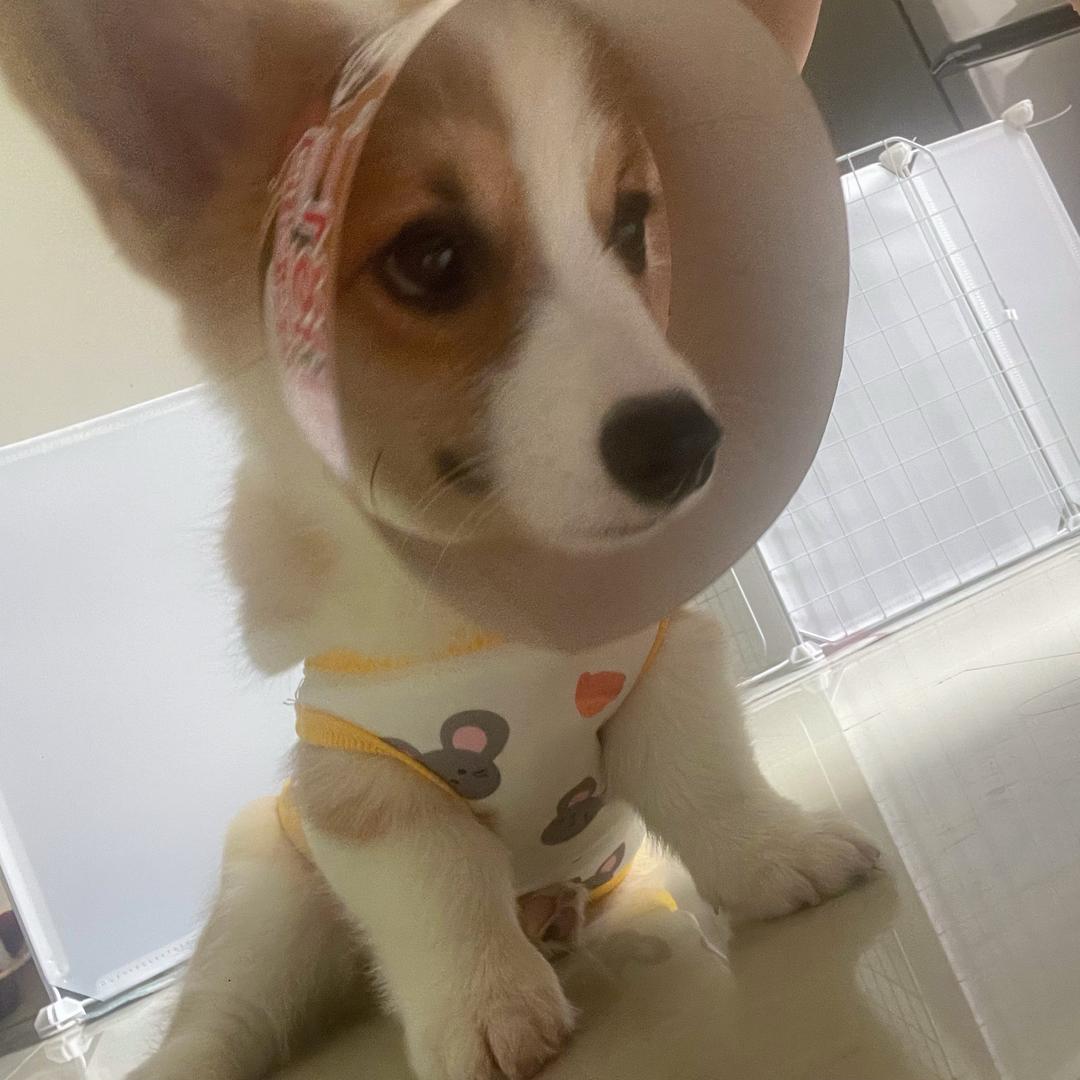 不吃折耳根.