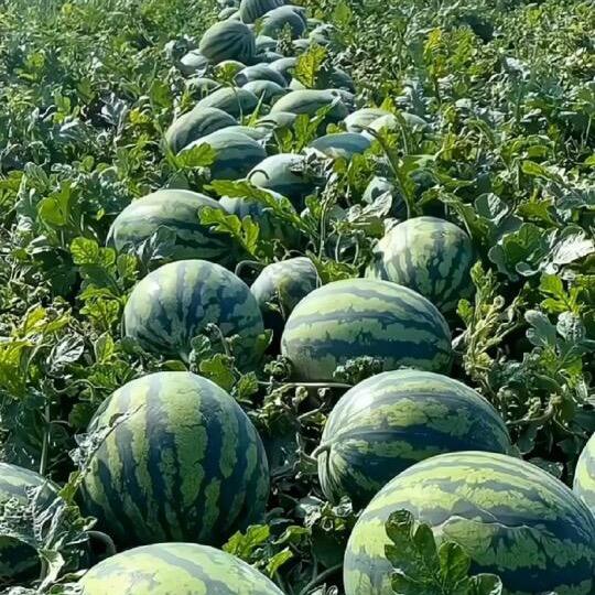 西瓜先生🍉