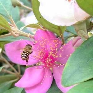 蜂花之语