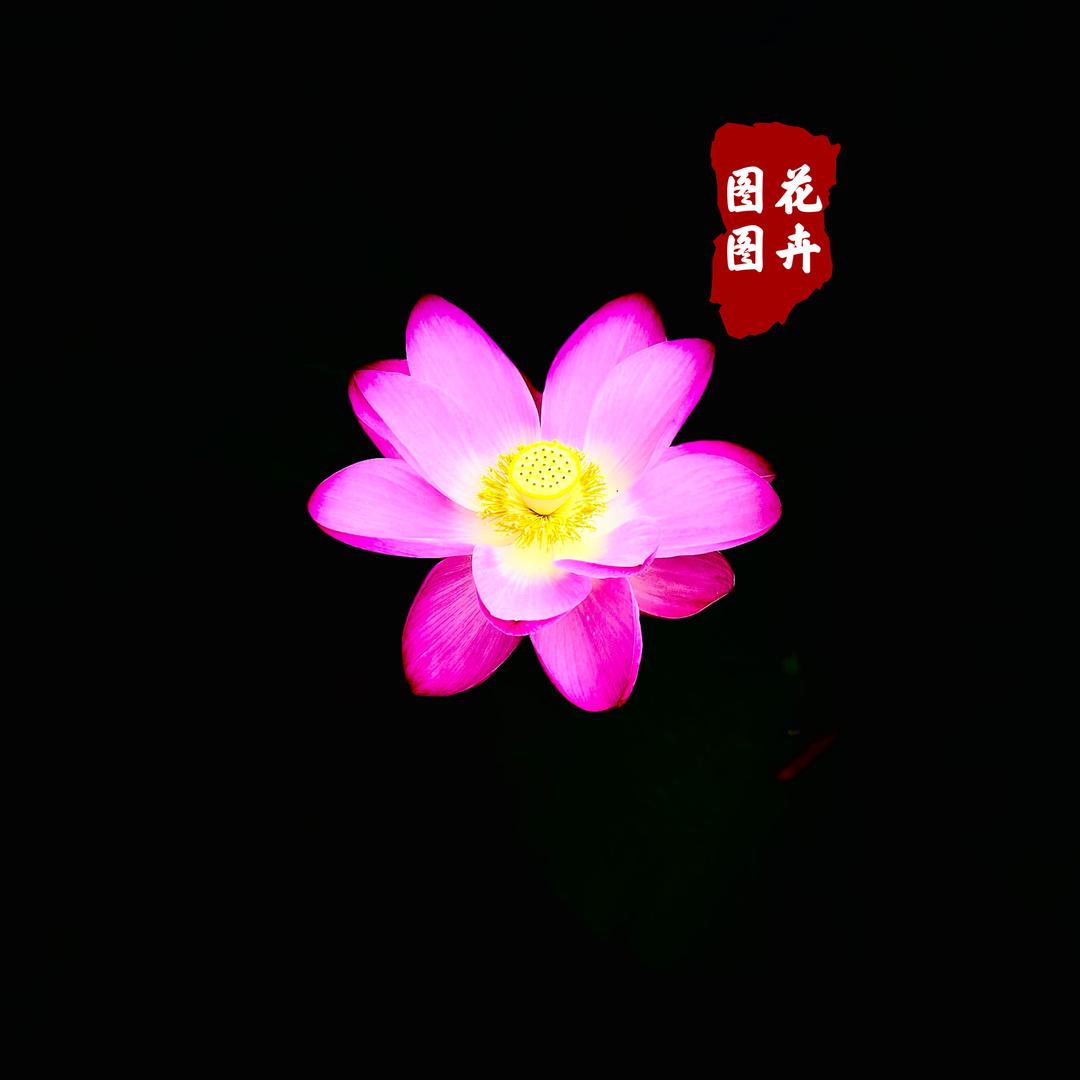 图图家花卉