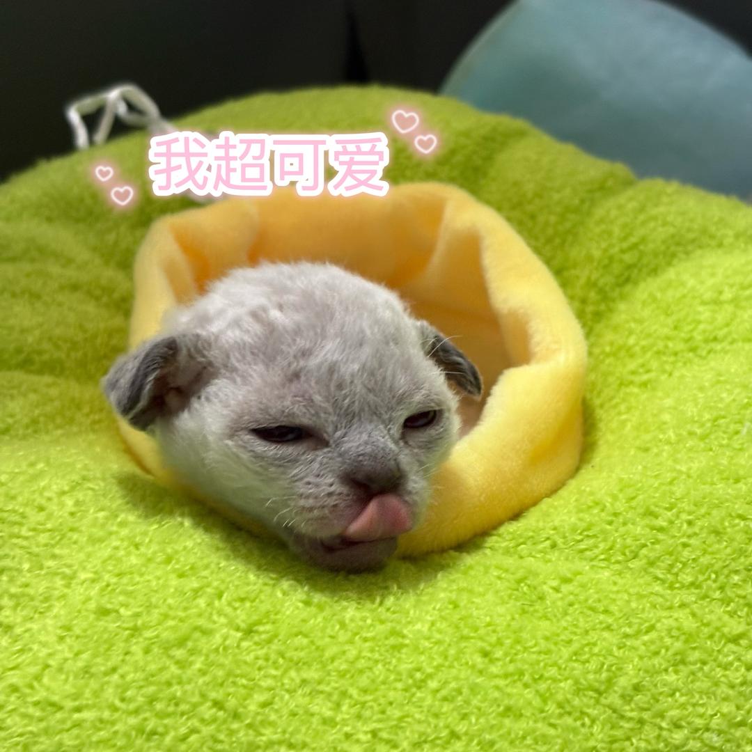 楚楚子