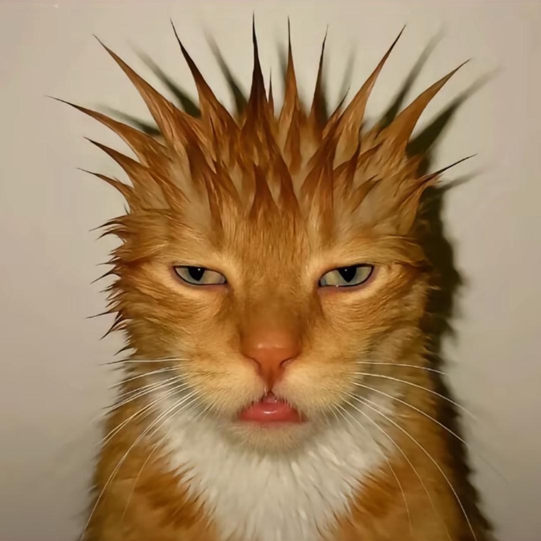 zz