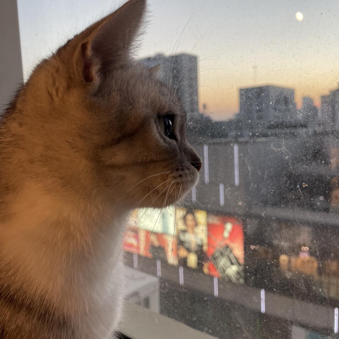 奶牛猫