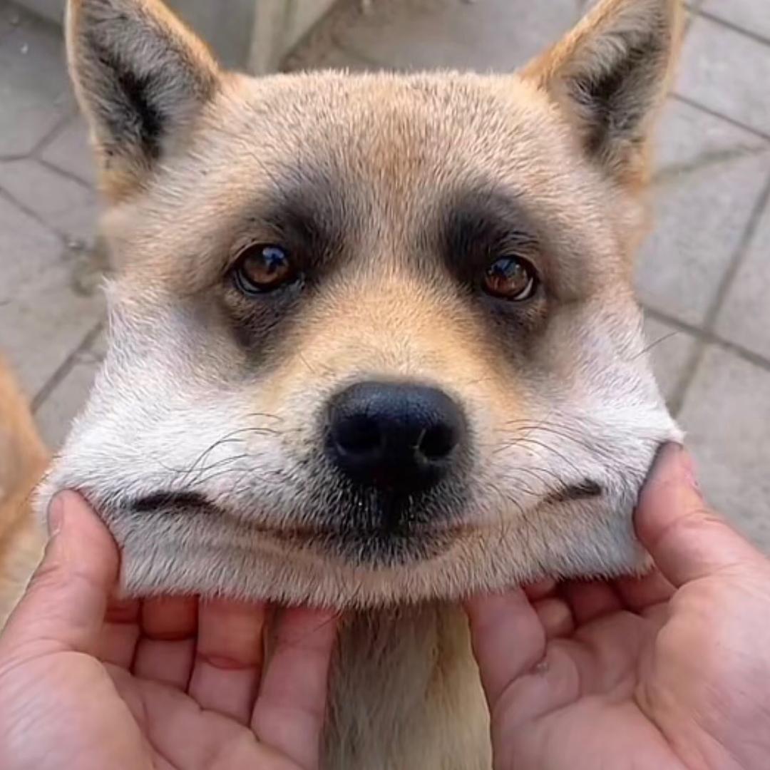 龙鱼
