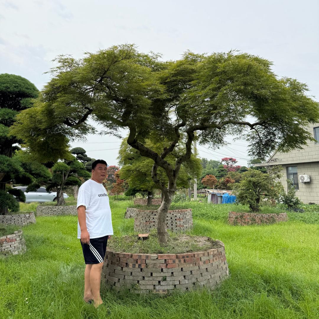 小赵选树