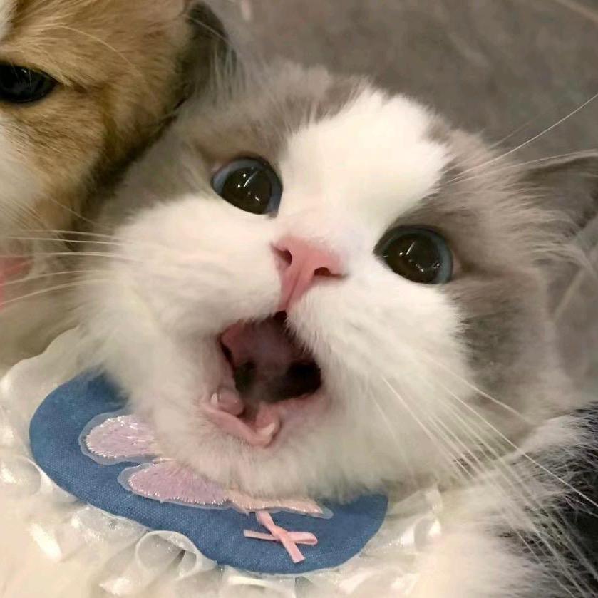 萱萱不爱吃鸡胸肉