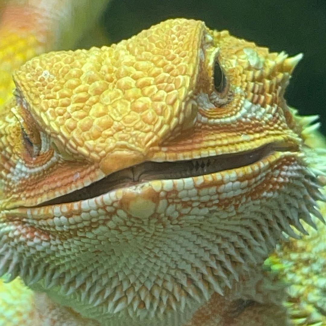 寂如流