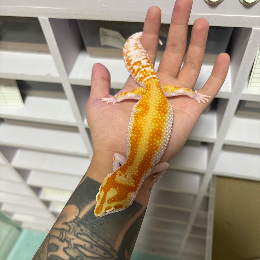 贰肆守宫reptile