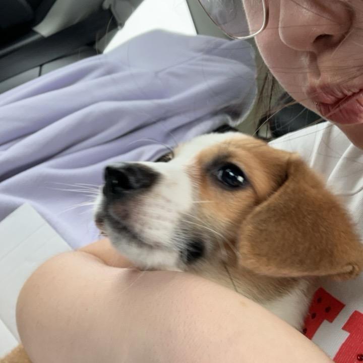 面包虫小比
