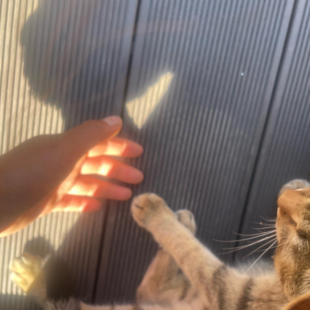 清竹.