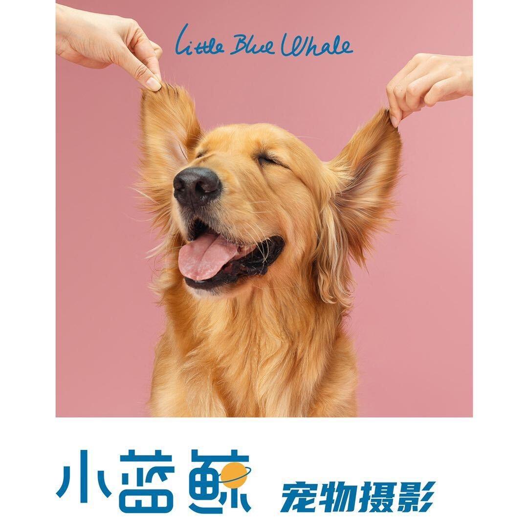 蓝鲸宠物摄影官方号