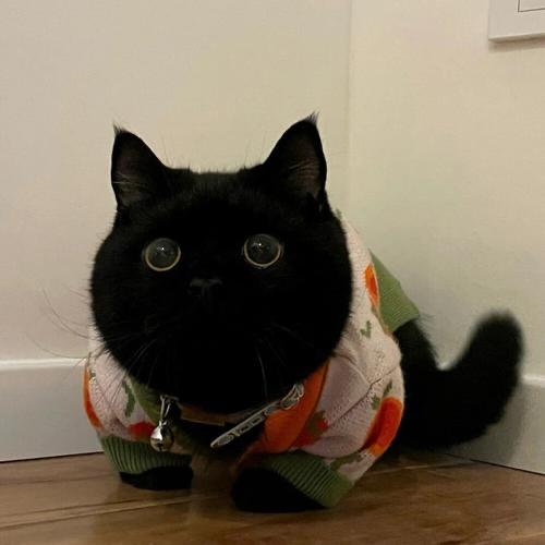 我家猫会后空翻