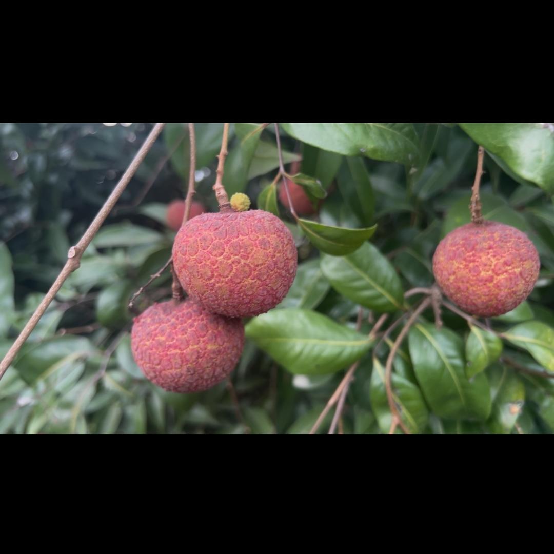小夏爱吃糖