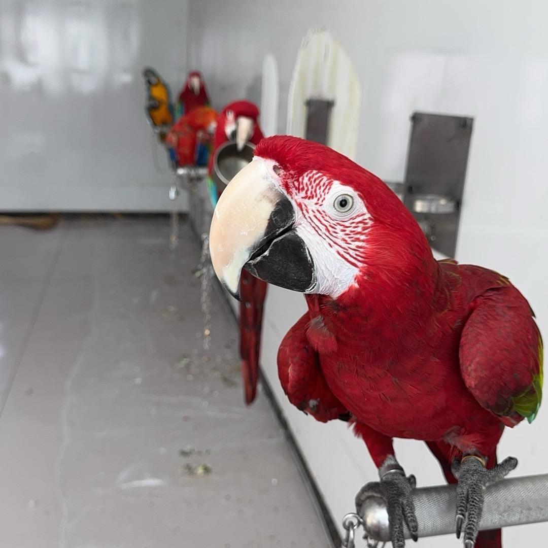 大岭镇养殖场养鹦鹉的小木