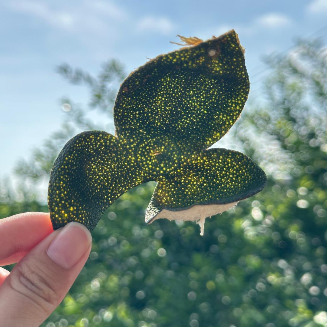 阿琳新会陈皮（青皮版）