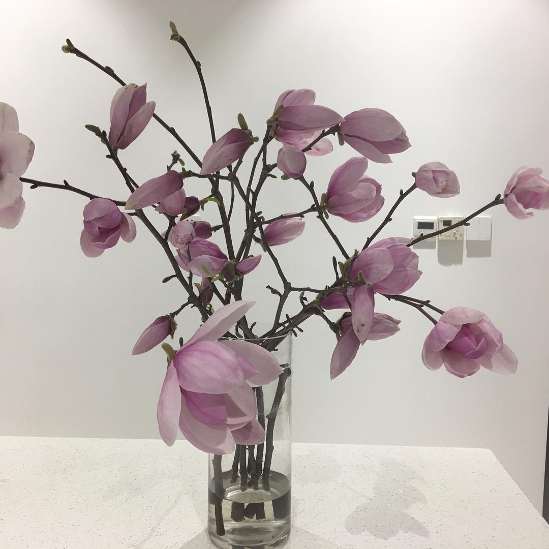 花花儿