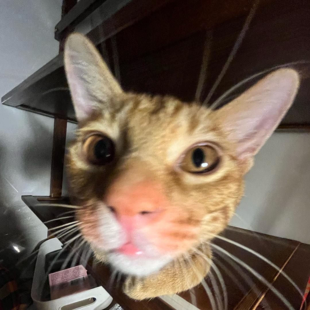 酷狗