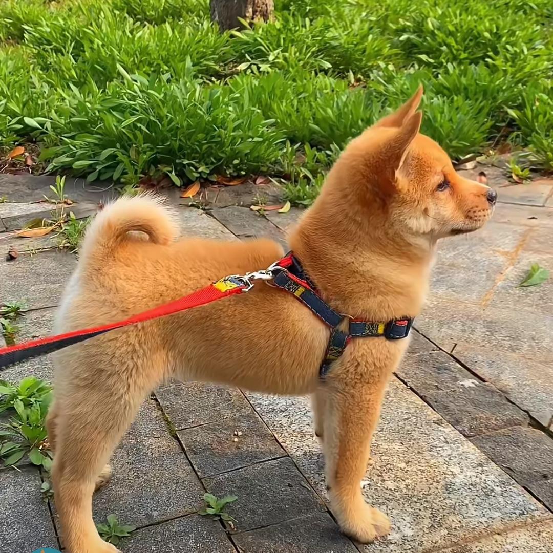 窿熒菸狗狗