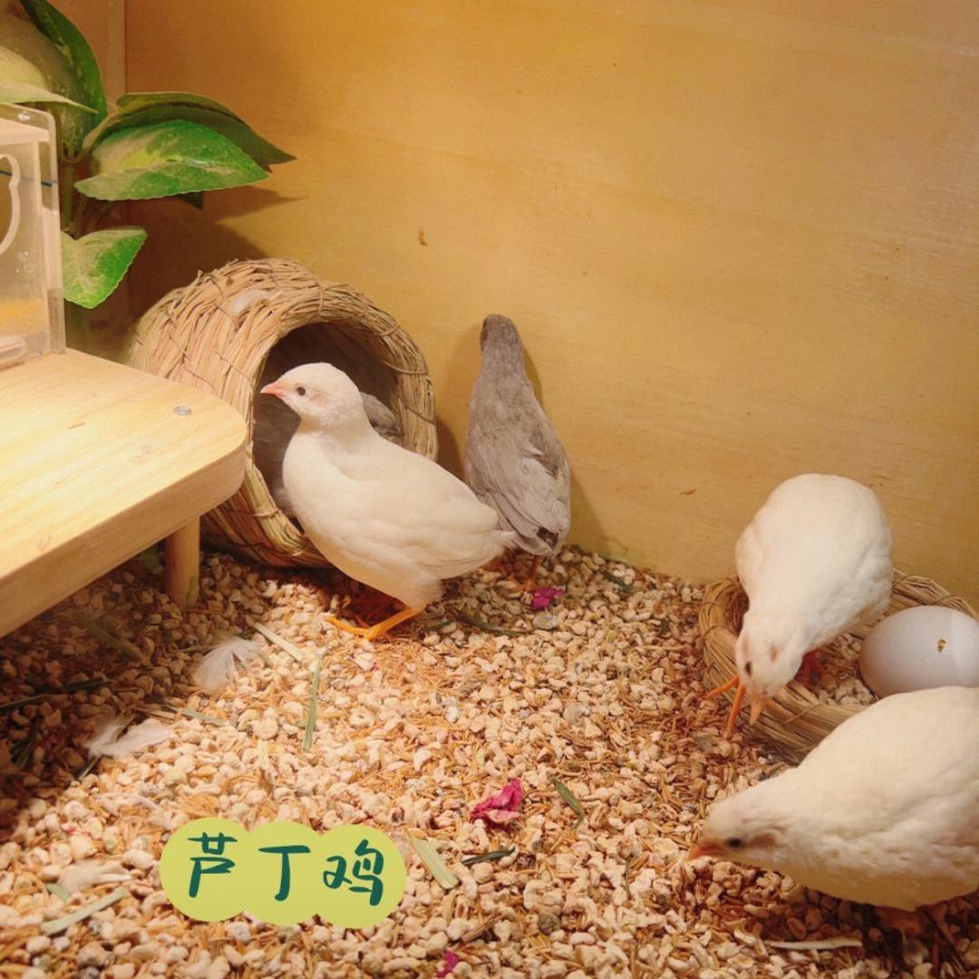 轻松养好芦丁鸡