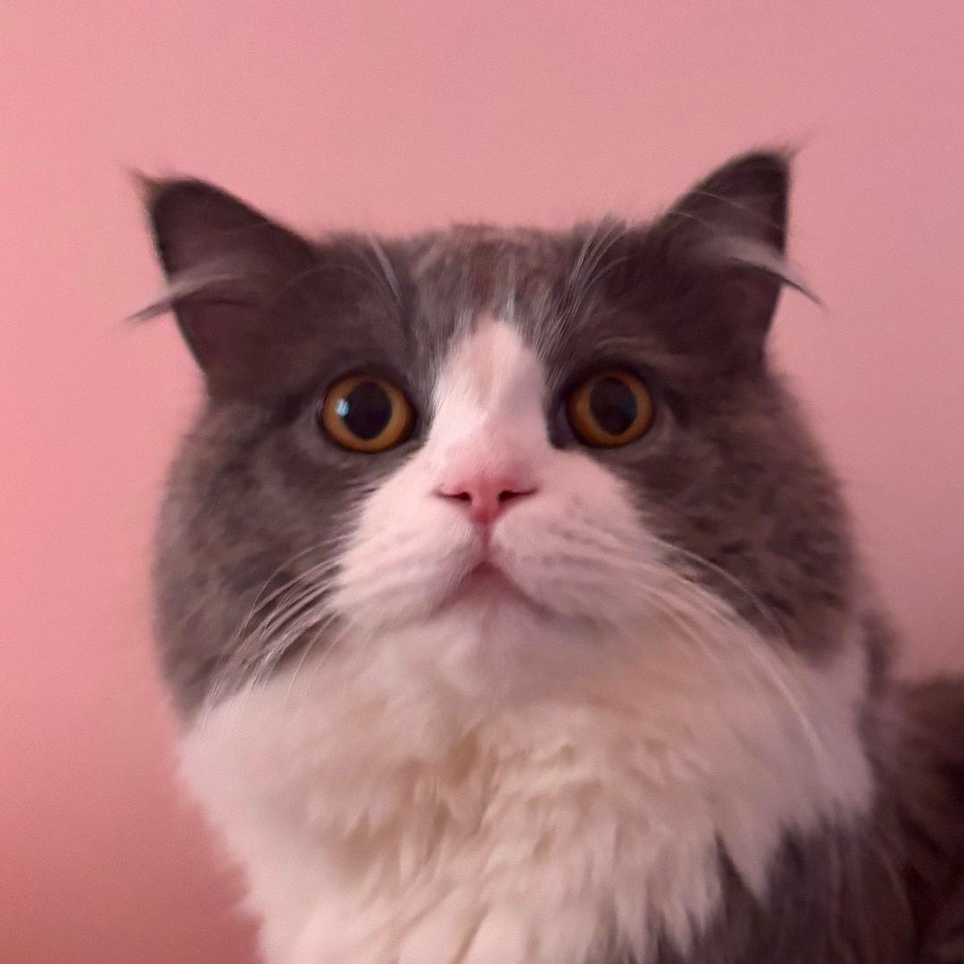 小猪26