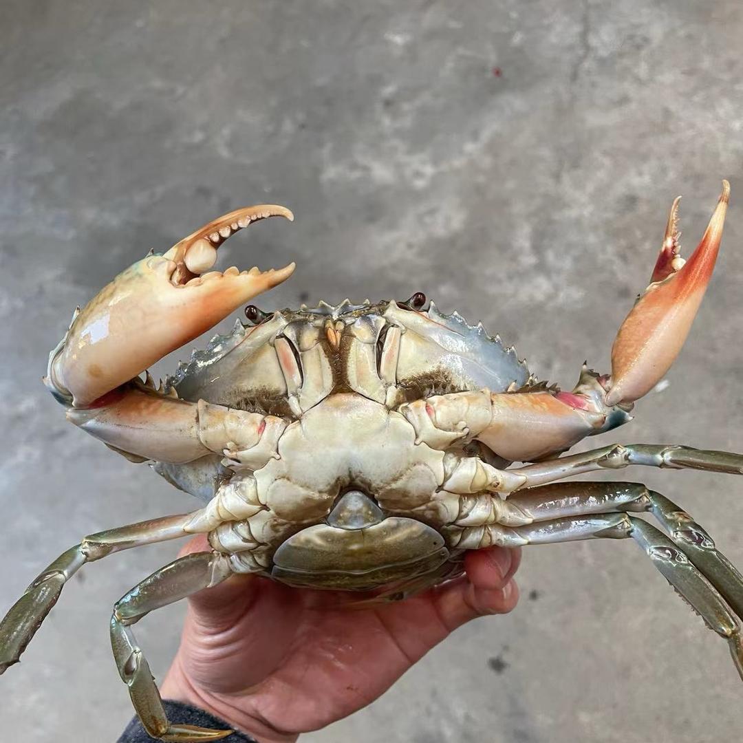 牛哥爱抓鱼