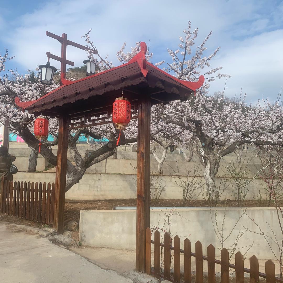 扬哥哥