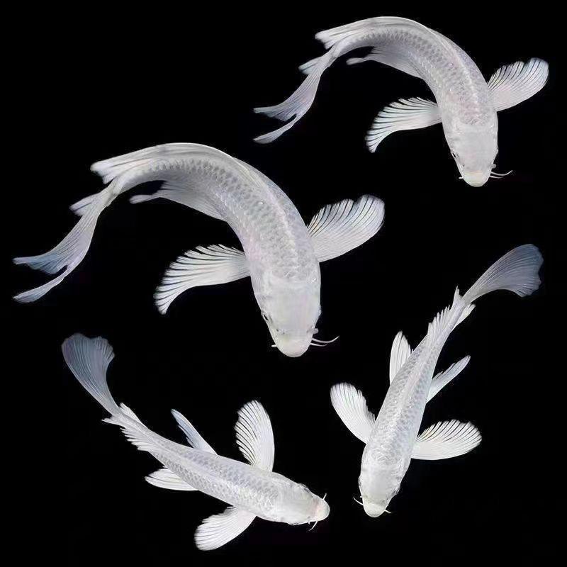 苏苏宠物与水产优品铺