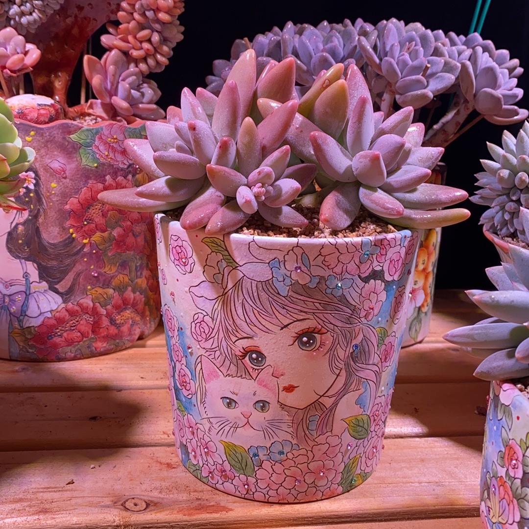 小哥精品多肉植物园艺
