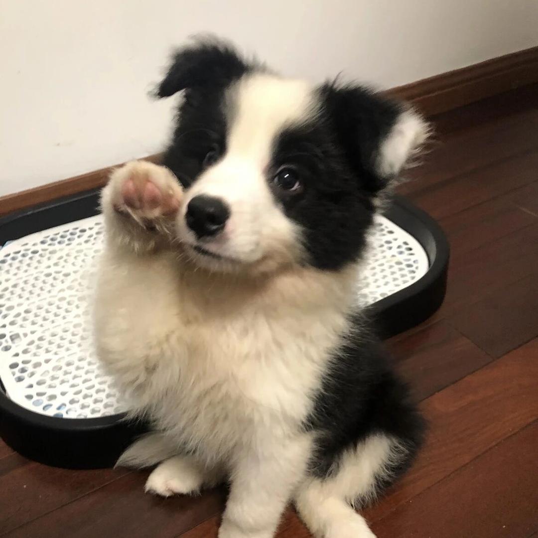 茉莉