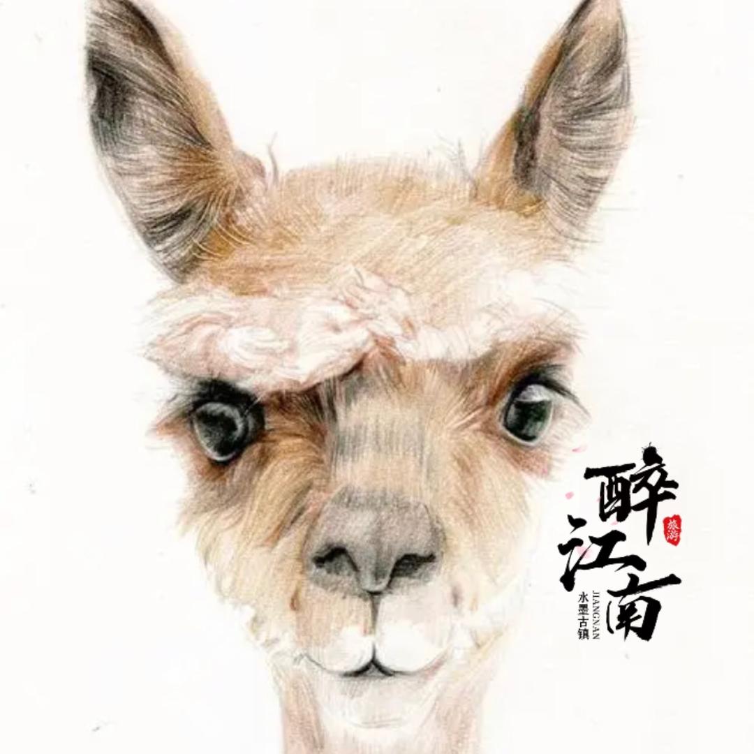 羊驼君游江南