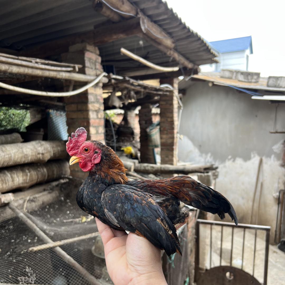 小鸡王国