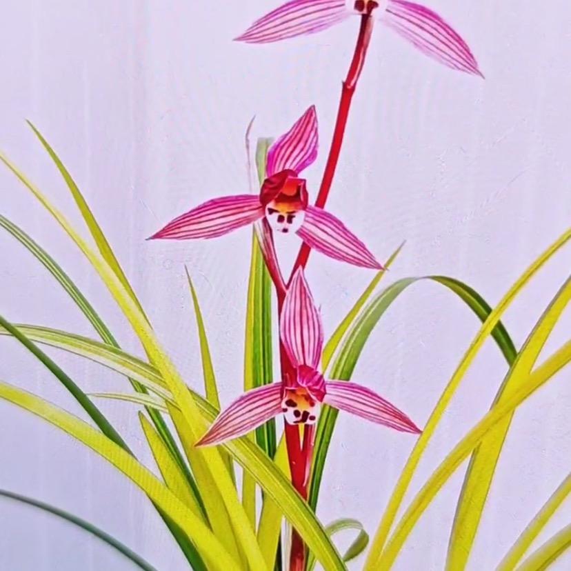 云南大理《沧江兰苑》