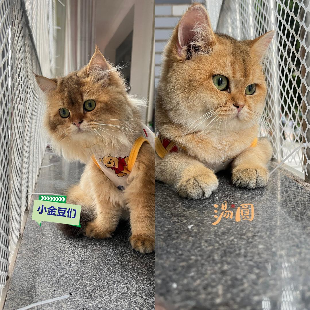 汤圆🍡金豆