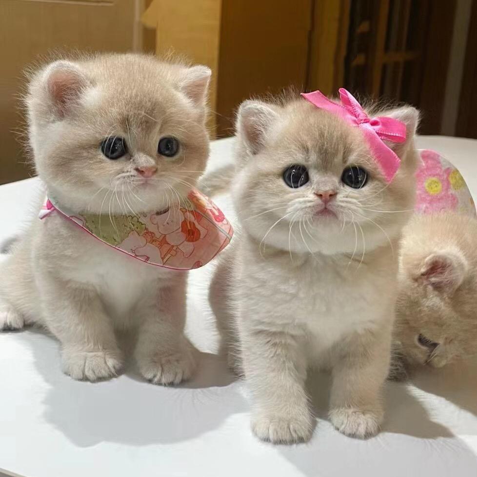 爱你的猫