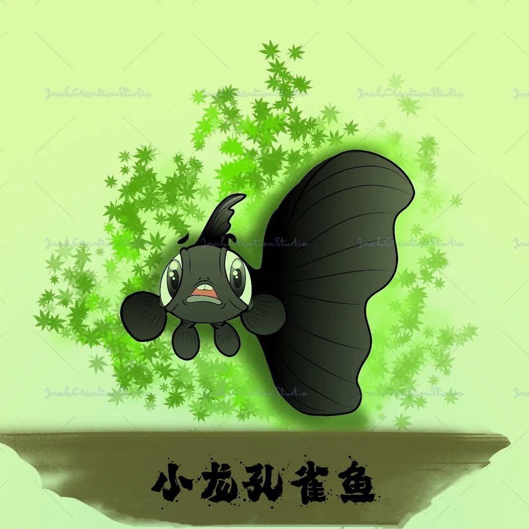 小龙精品孔雀鱼