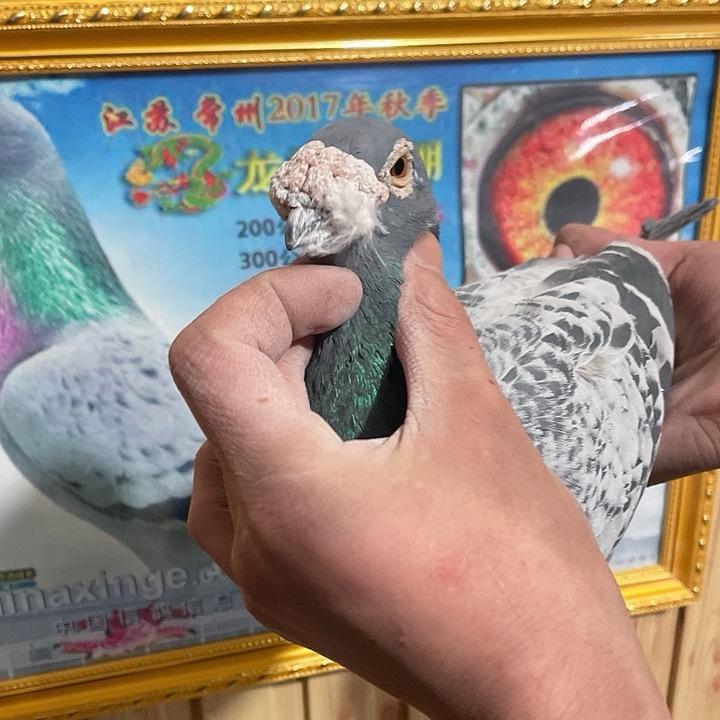 乡村鸽舍