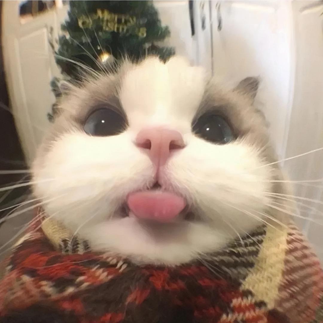 CAI蔡蔡.🌰