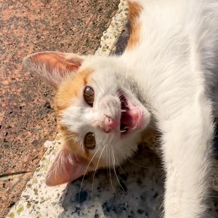 猫猫饿了