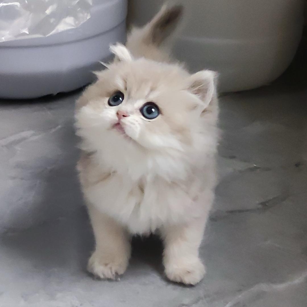 小米渐层猫舍🐱