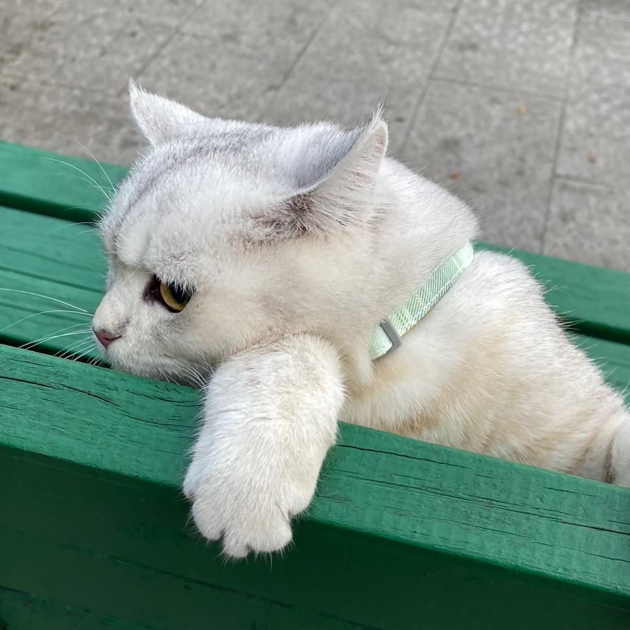 一只乖乖猫