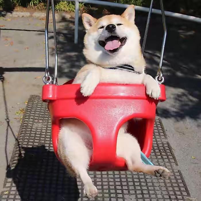 金秃噜皮