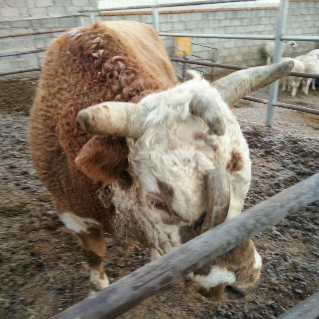 鹤诚应激-蒋利国