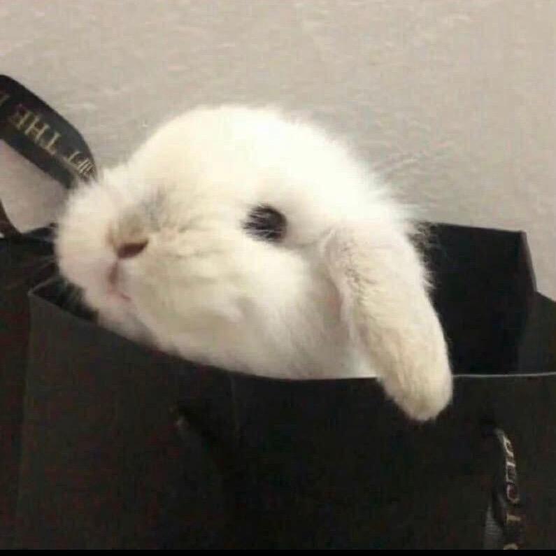 不要吃兔