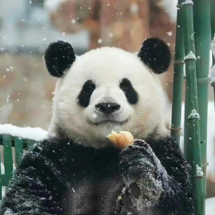 快乐的小柠檬🍋