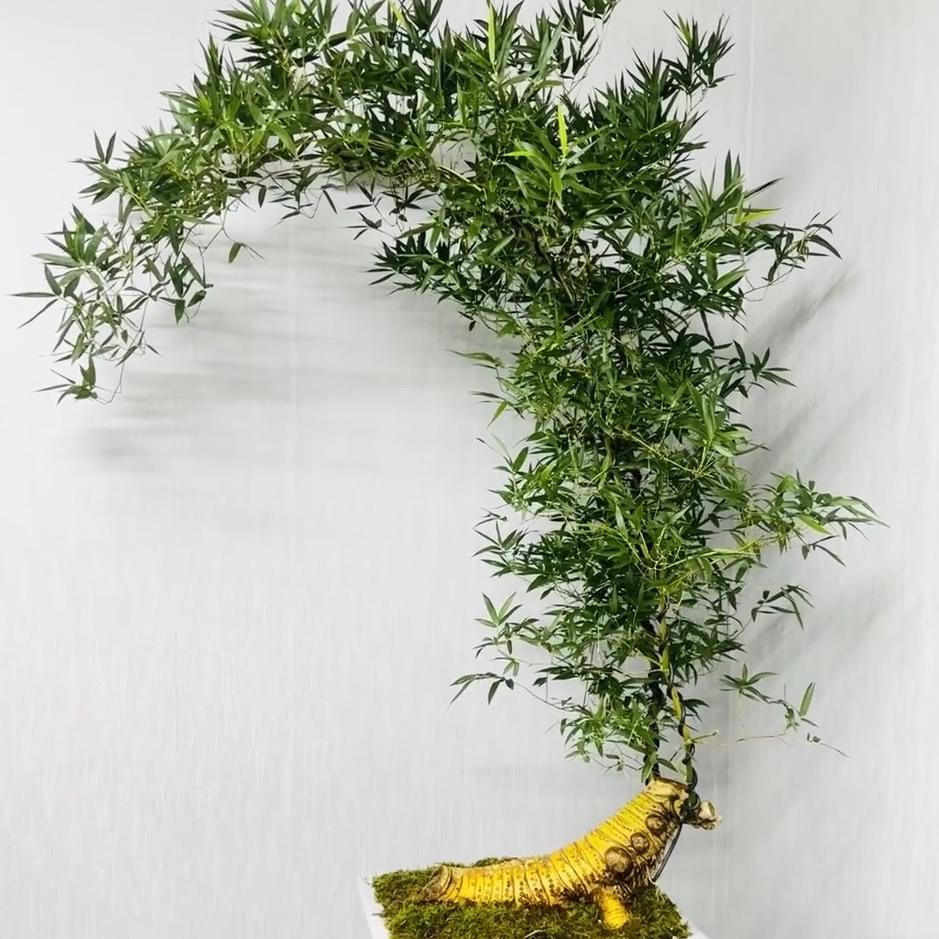 小猪花卉绿植盆栽