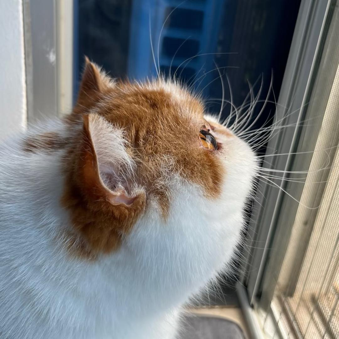 八哥是猫