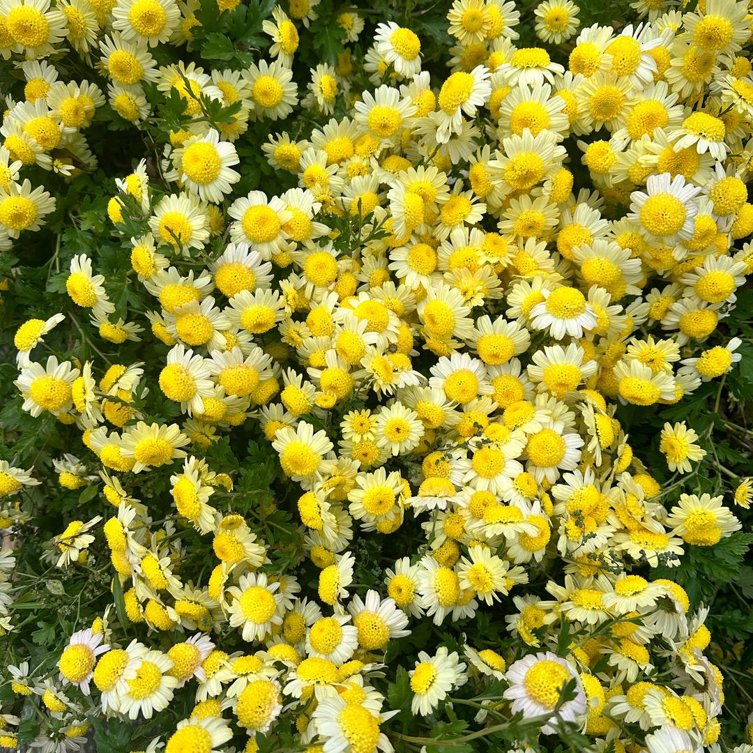 精明的小桃花🌸