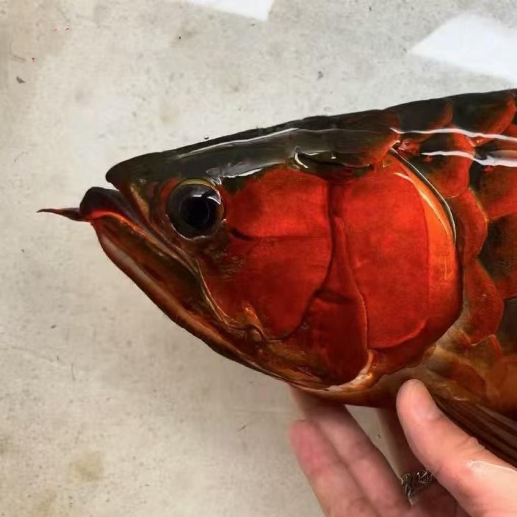 顺宝优质观赏鱼